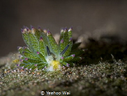 Costasiella kuroshimae
Tulamben, Bali by Yeehoo Wai 
